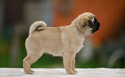 Pug