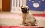 Pug