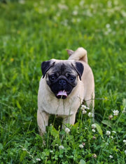 Pug