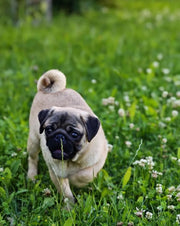 Pug