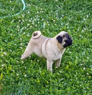 Pug