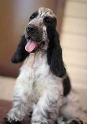 Cocker Spaniel