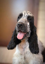 Cocker Spaniel