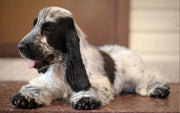 Cocker Spaniel