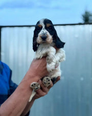 Cocker Spaniel