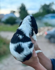 Cocker Spaniel