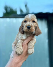 Cocker Spaniel