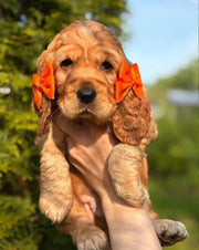 Cocker Spaniel