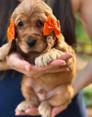Cocker Spaniel