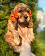 Cocker Spaniel