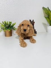 Cocker Spaniel