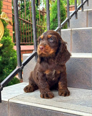 Cocker Spaniel