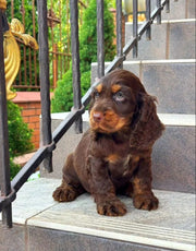 Cocker Spaniel