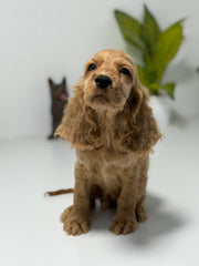 Cocker Spaniel
