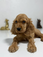 Cocker Spaniel