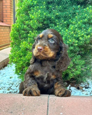 Cocker Spaniel