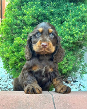 Cocker Spaniel