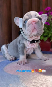 French Bulldog