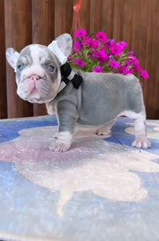 French Bulldog
