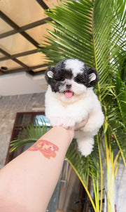 Poodle (Toy / Miniature / Standard)