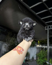 Poodle (Toy / Miniature / Standard)