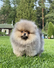 Pomeranian