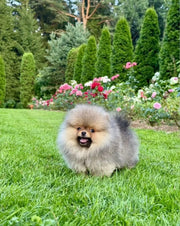 Pomeranian