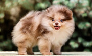 Pomeranian