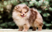 Pomeranian