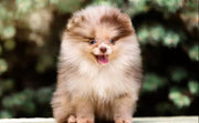 Pomeranian