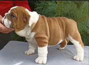 English Bulldog