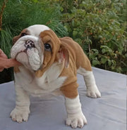 English Bulldog