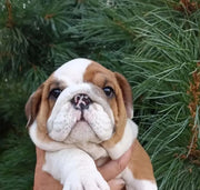 English Bulldog