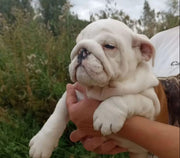 English Bulldog