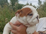 English Bulldog