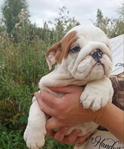 English Bulldog
