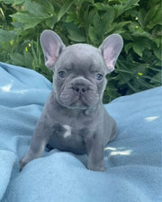 French Bulldog