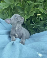French Bulldog