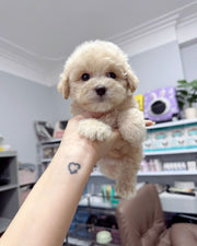 Poodle (Toy / Miniature / Standard)