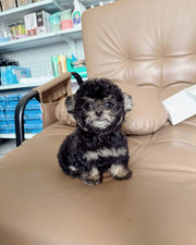 Poodle (Toy / Miniature / Standard)