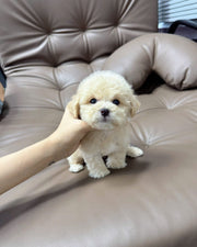 Poodle (Toy / Miniature / Standard)