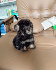Poodle (Toy / Miniature / Standard)