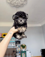 Poodle (Toy / Miniature / Standard)