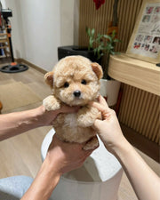 Poodle (Toy / Miniature / Standard)