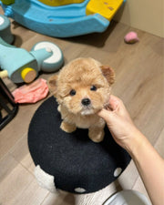 Poodle (Toy / Miniature / Standard)