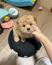 Poodle (Toy / Miniature / Standard)