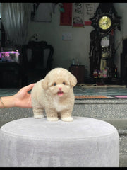 Poodle (Toy / Miniature / Standard)