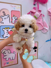 Poodle (Toy / Miniature / Standard)