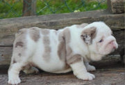English Bulldog