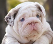 English Bulldog